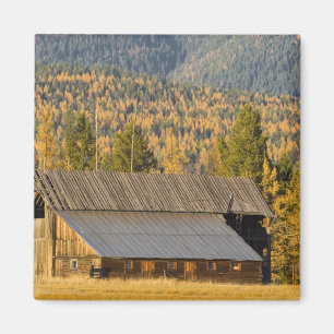 Old wooden barn with autumn tamaracks near magnet