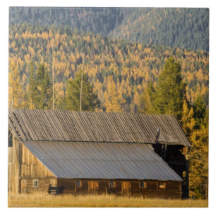 Old wooden barn with autumn tamaracks near tile