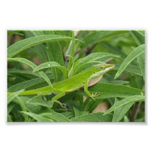 Old  World  Lizard aka Chameleon Photo Print