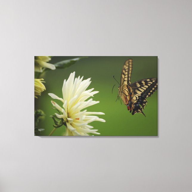 Old World Swallowtail Flying Canvas Print (Front)