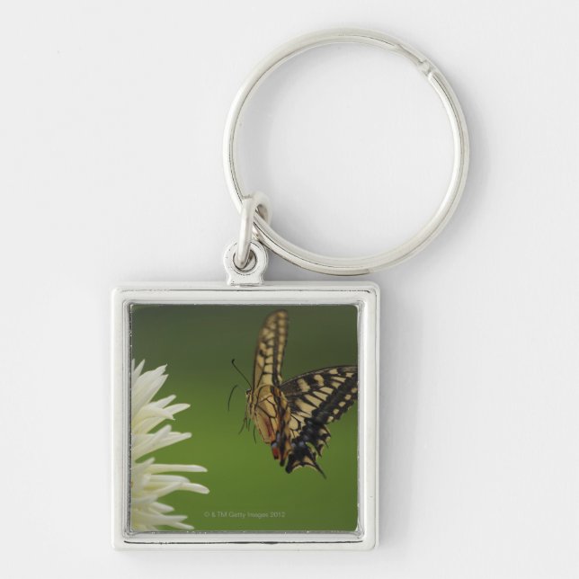 Old World Swallowtail Flying Key Ring (Front)