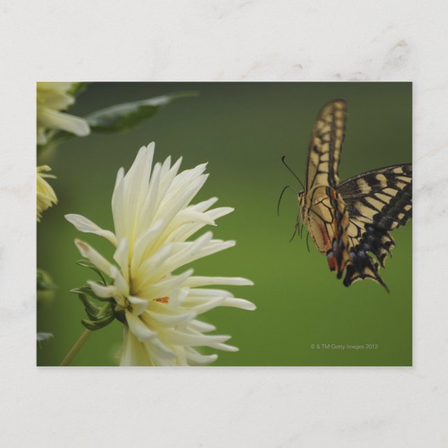 Old World Swallowtail Flying Postcard (Front)