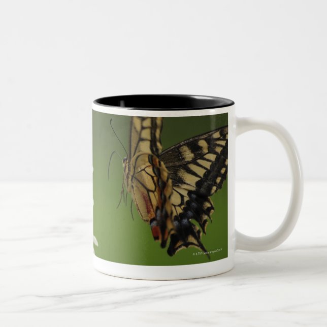 Old World Swallowtail Flying Two-Tone Coffee Mug (Right)