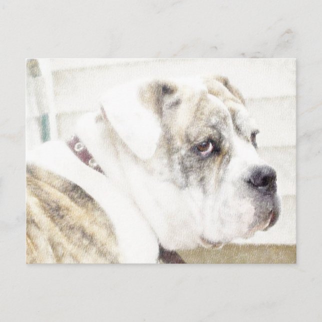 Olde English Bulldogge postcard (Front)