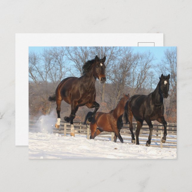 Oldenburg and Hanoverian Mares In Snow Postcard (Front/Back)