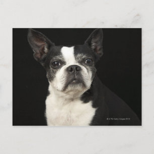 Older Bosten Terrier on black background Postcard
