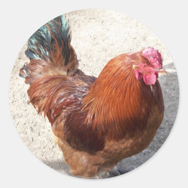 Ole Red Rooster Classic Round Sticker (Front)