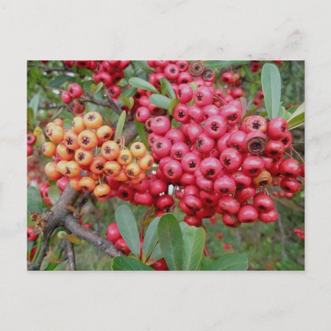 Oleander Berries December OBX Postcard (Front)