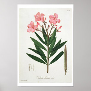 Oleander from 'Phytographie Medicale' by Joseph Ro Poster