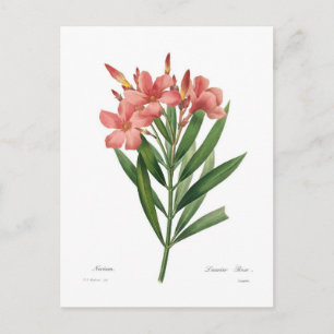Oleander Postcard