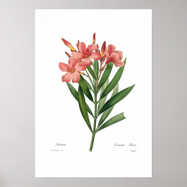 Oleander Poster (Front)