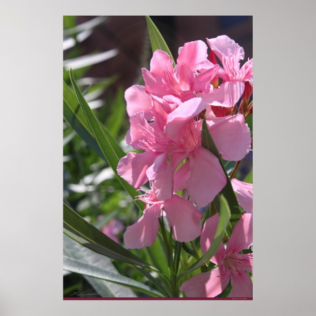 Oleander Poster -24x36 -other sizes available (Front)