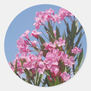 Oleander Sticker