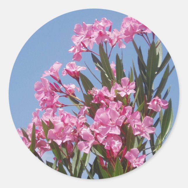 Oleander Sticker (Front)