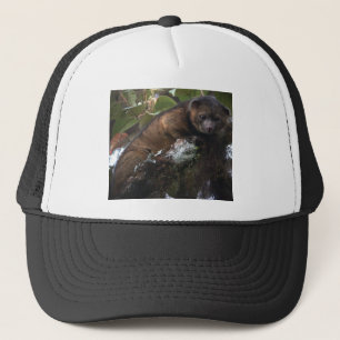 Olinguito (Bassaricyon neblina) new mammal Trucker Hat
