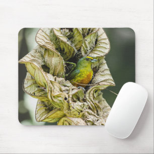 Olive Backed Euphonia, Wildlife Avian Photography Mouse Pad