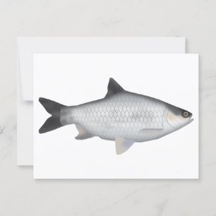 Olive Barb Postcard
