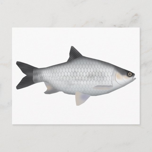 Olive Barb Postcard (Front)