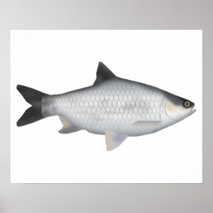 Olive Barb Poster
