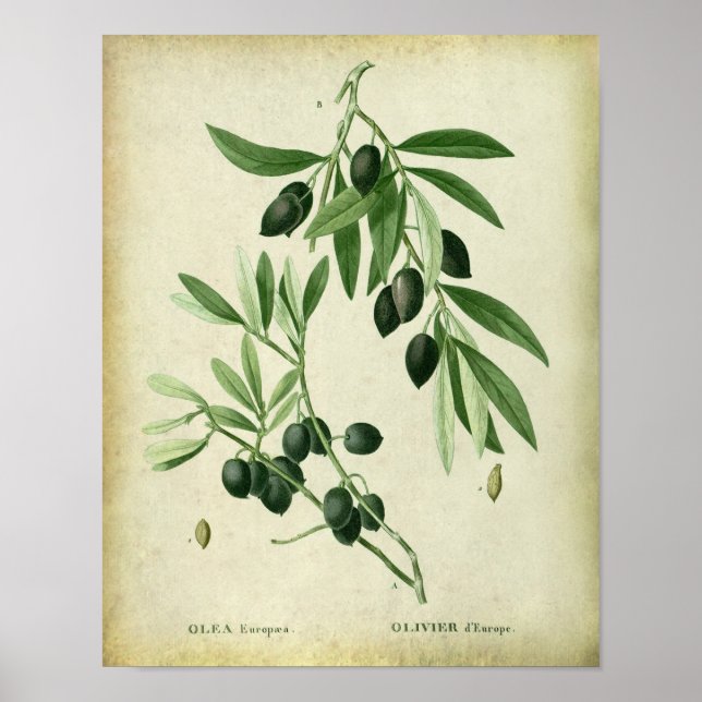 Olive Branch no. 11 Farmhouse Wall Decor (Front)