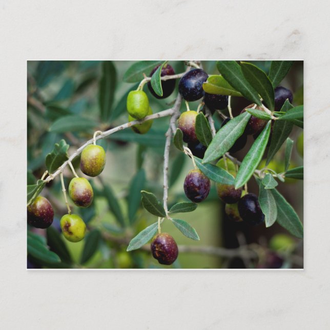 Olive Fruit Growing on the Tree Postcard (Front)