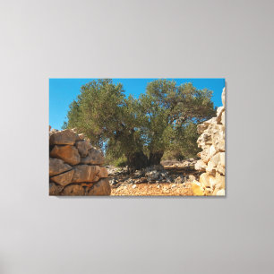 Olive Gardens of Lun Canvas Print