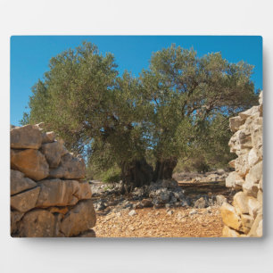 Olive Gardens of Lun Plaque