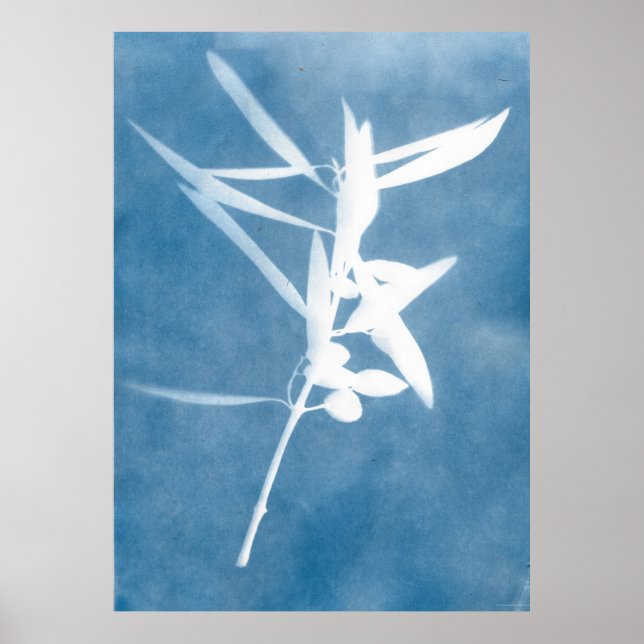 Olive Grove Kitchen Cyanotype Italy Poster  (Front)
