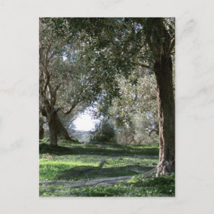Olive Grove Postcard
