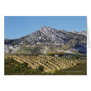 Olive Groves