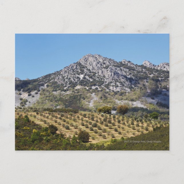 Olive Groves Postcard (Front)