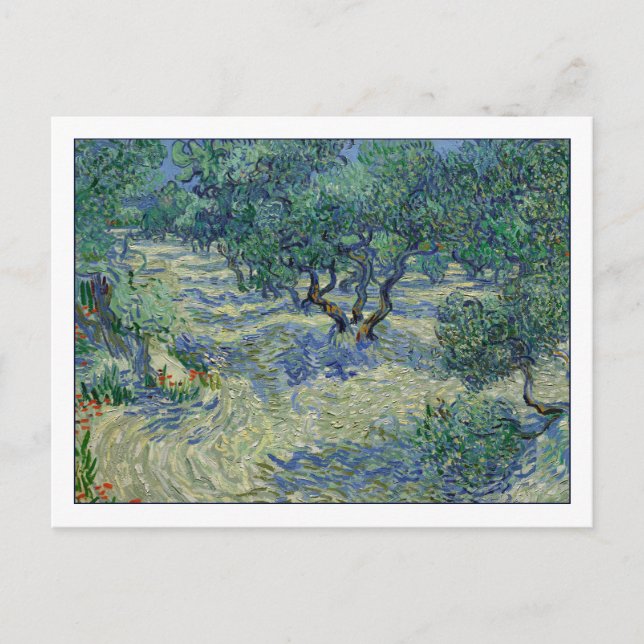 Olive Orchard by van Gogh Postcard (Front)