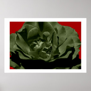 Olive Rose w/Red Anegelhair textured Background Poster