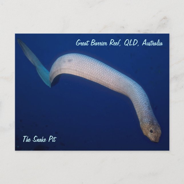 Olive Sea Snake Postcard (Front)