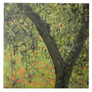Olive Tree, Castiglione d'Orcia, Siena Province, Tile