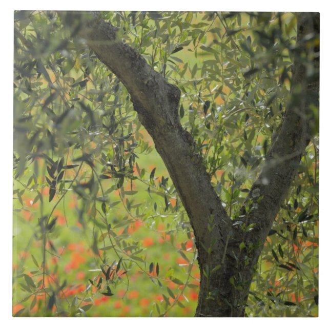 Olive Tree, Castiglione d'Orcia, Siena Province, Tile (Front)