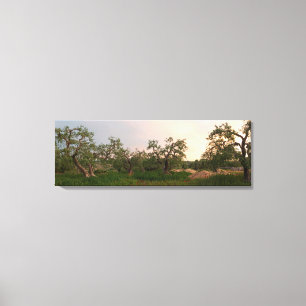 Olive tree grove at sunset canvas print