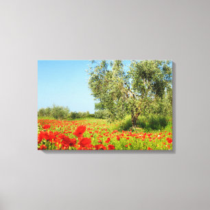 Olive tree in poppy field canvas