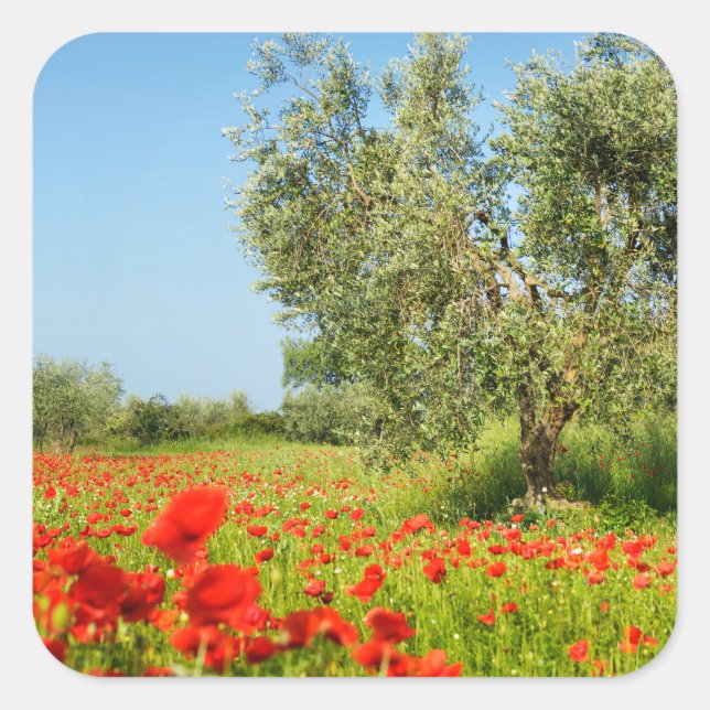 Olive tree in poppy field sticker (Front)