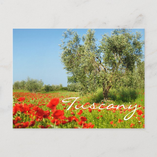 Olive tree in poppy field text postcard (Front)