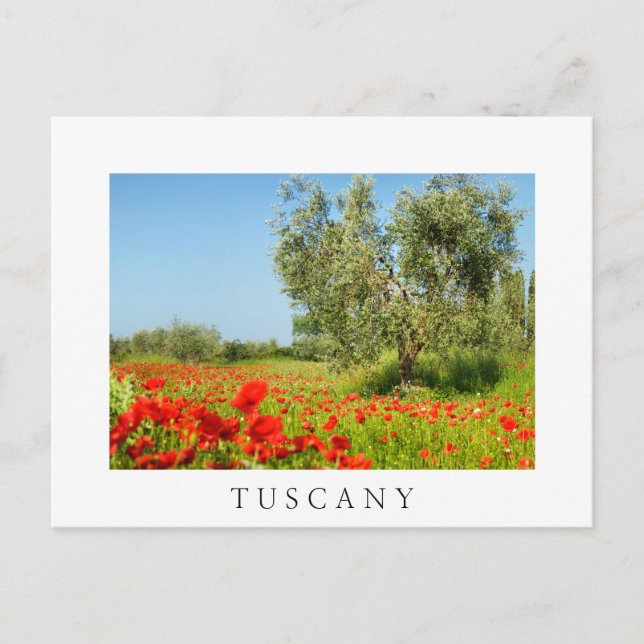Olive tree in poppy field, Tuscany white postcard (Front)