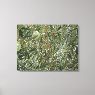 Olive Tree Leaves Canvas Print