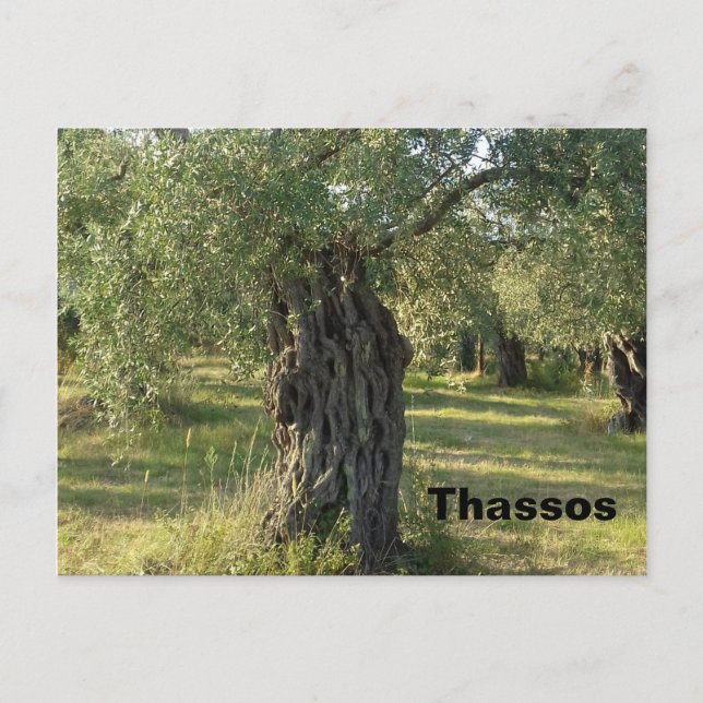 Olive Tree on the Greek island of Thassos Postcard (Front)
