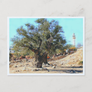 Olive Tree Postcard