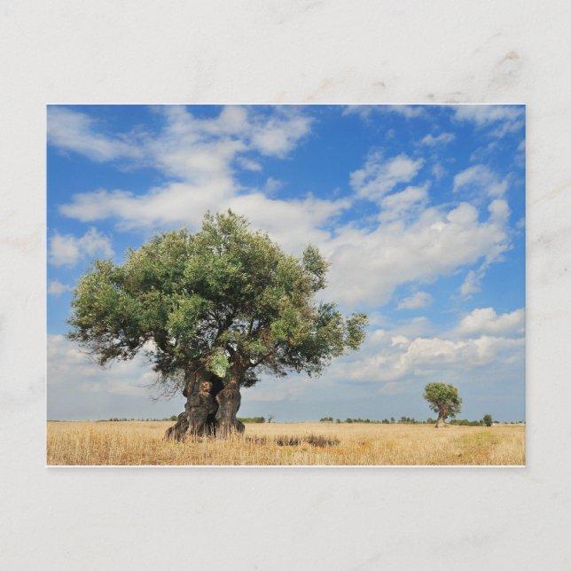 Olive tree postcard (Front)