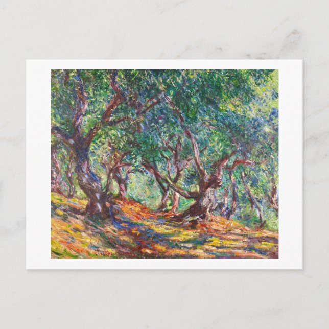 Olive Trees in Bordighera, 1884 Claude Monet Postcard (Front)