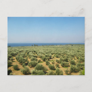 Olive trees postcard