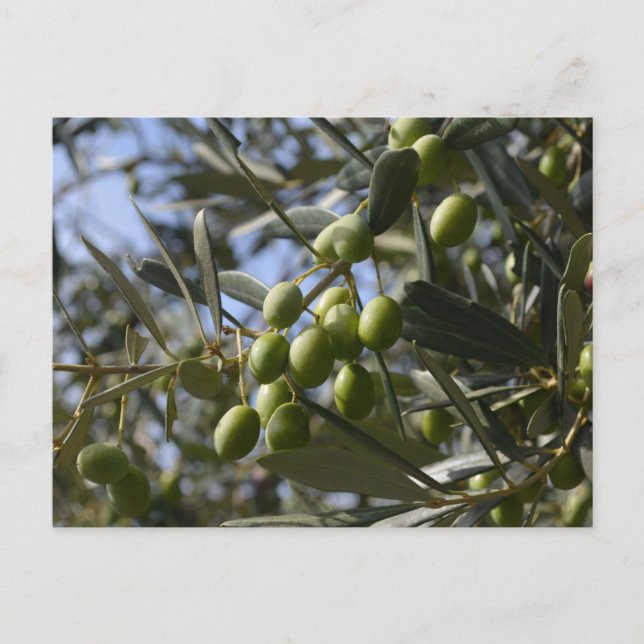 Olive Trees Postcard (Front)