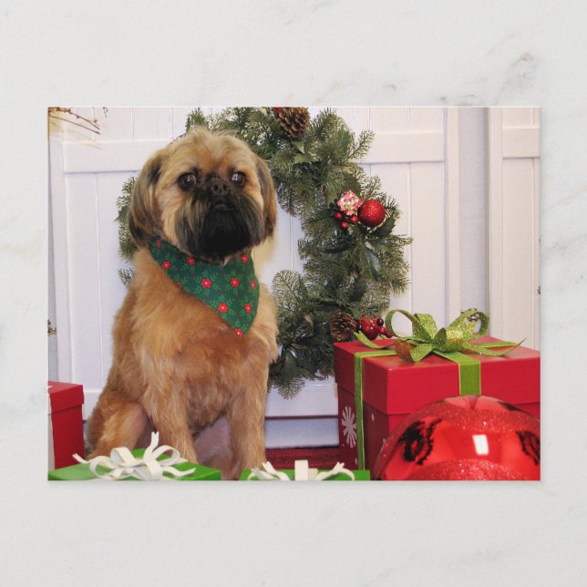 Oliver - Brussels Griffon - Andrews Postcard (Front)