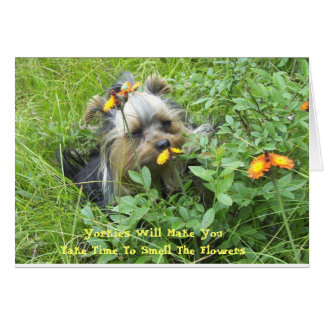 Oliver in the flowers 7-3-2007, Yorkie's Will M...